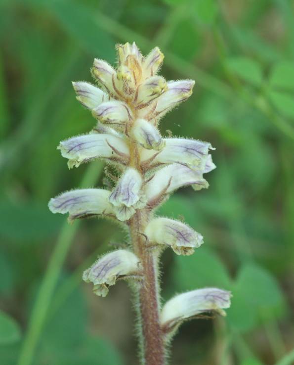 Orobanche da identificare. O. minor?