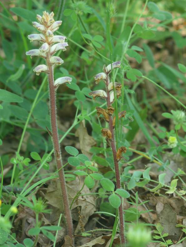 Orobanche da identificare. O. minor?