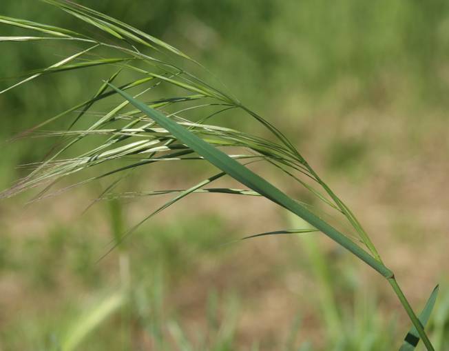 Bromopsis? No, Anisantha sterilis (cfr.)