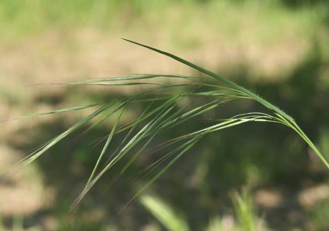 Bromopsis? No, Anisantha sterilis (cfr.)