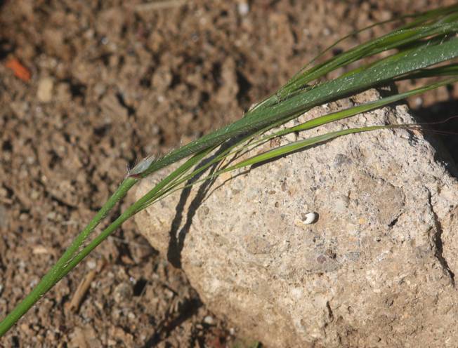 Bromopsis? No, Anisantha sterilis (cfr.)