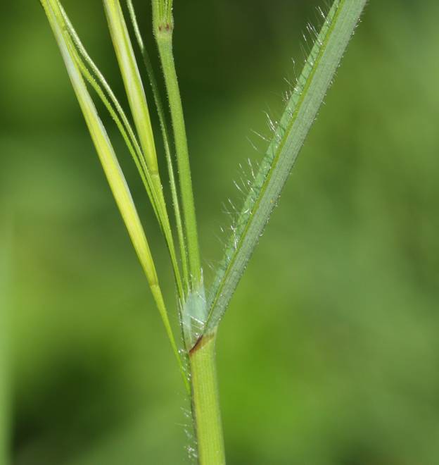 Bromopsis? No, Anisantha sterilis (cfr.)