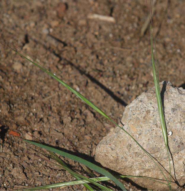 Bromopsis? No, Anisantha sterilis (cfr.)