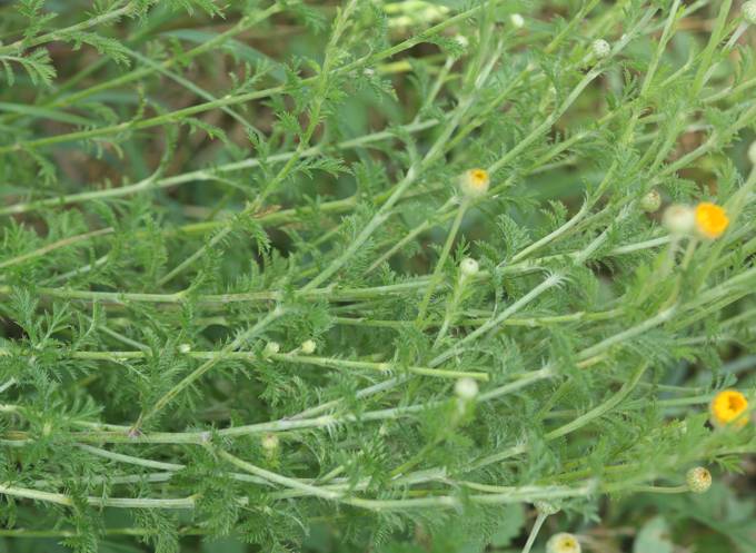 Asteraceae: Cota tinctoria