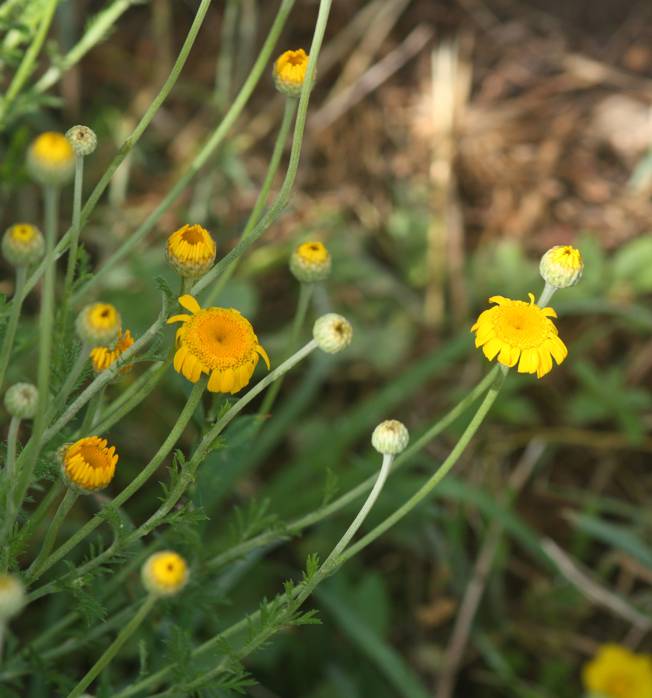 Asteraceae: Cota tinctoria