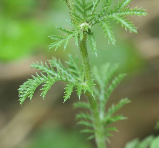 Asteraceae: Cota tinctoria