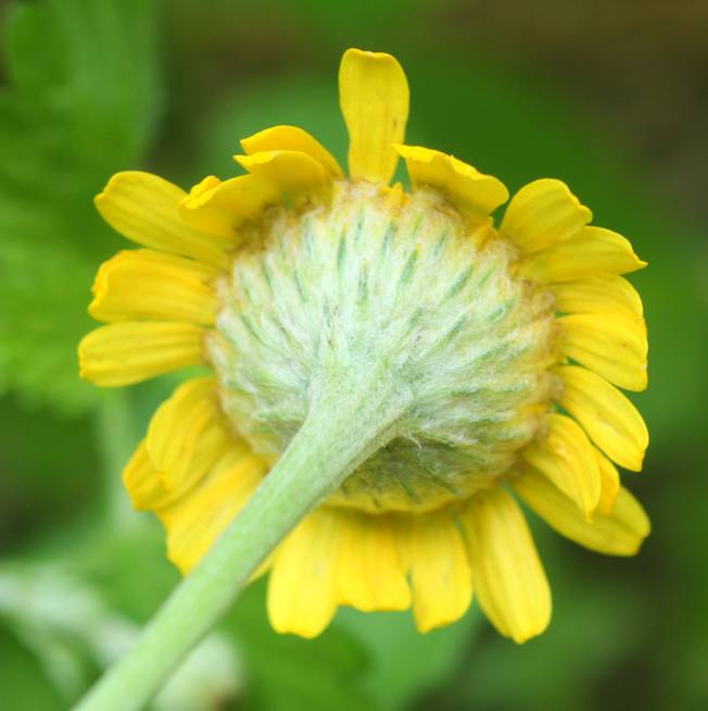 Asteraceae: Cota tinctoria