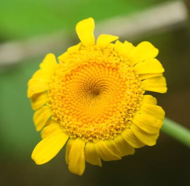 Asteraceae: Cota tinctoria