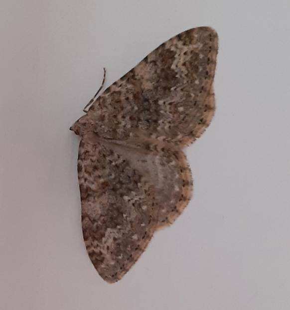 Coenotephria ablutaria (Geometridae)