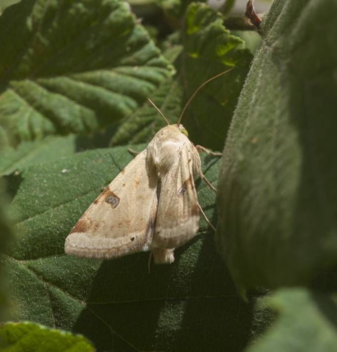 Rivula sericealis? No, Heliothis peltigera