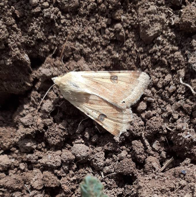 Rivula sericealis? No, Heliothis peltigera