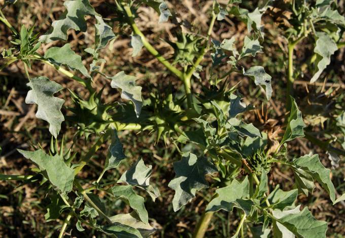 Datura ferox / Stramonio spinosissimo