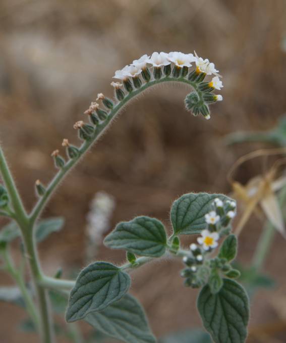 Cipro (Pafos) : Heliotropium hirsutissimum