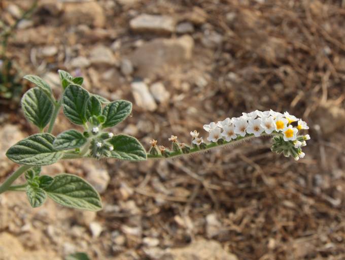 Cipro (Pafos) : Heliotropium hirsutissimum