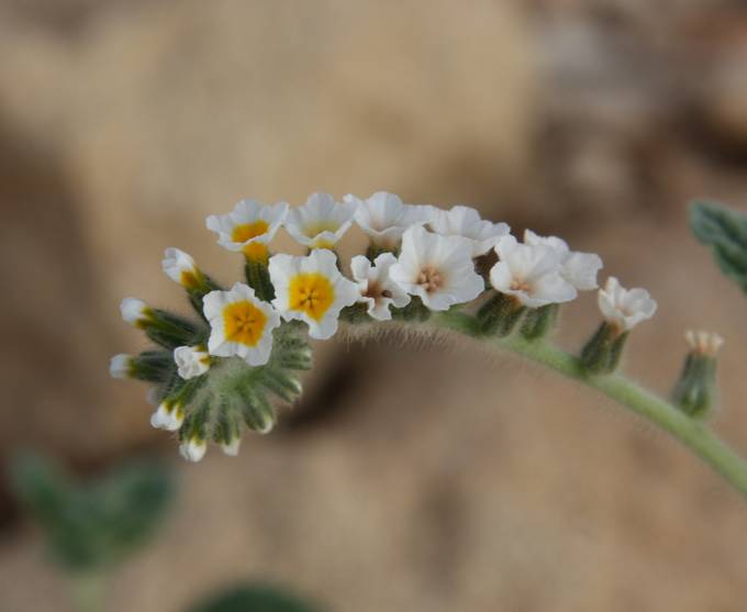 Cipro (Pafos) : Heliotropium hirsutissimum