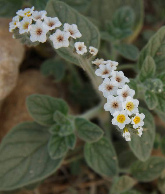 Cipro (Pafos) : Heliotropium hirsutissimum