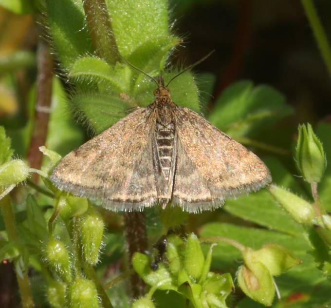 Pyrausta? - S, Pyrausta despicata