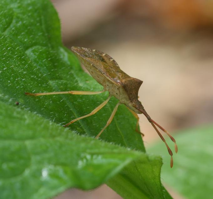 Coreidae: Gonocerus acuteangulatus del Lazio (VT)