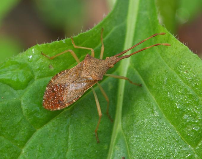 Coreidae: Gonocerus acuteangulatus del Lazio (VT)