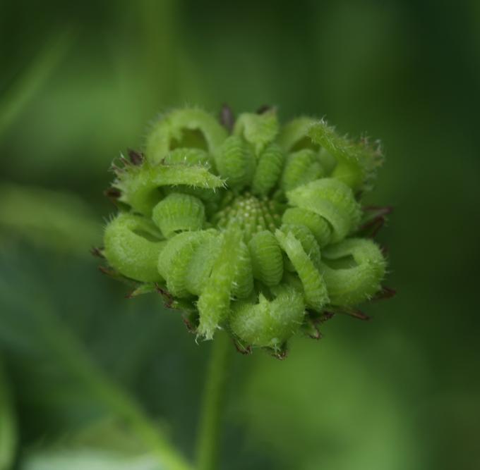 Achenio di Calendula arvensis