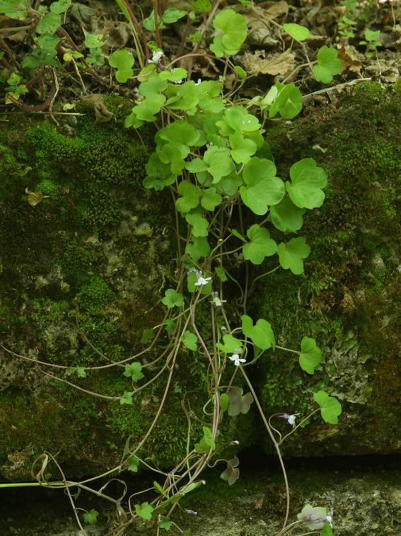 Cymbalaria muralis