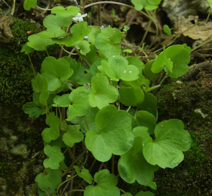 Cymbalaria muralis