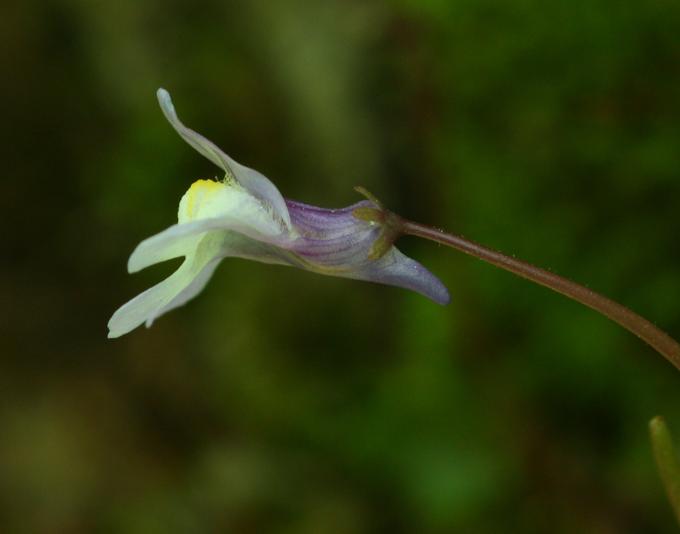 Cymbalaria muralis