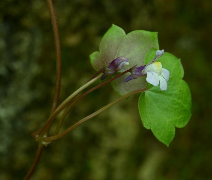 Cymbalaria muralis