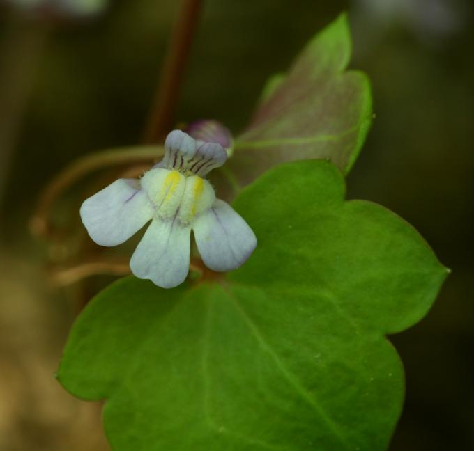 Cymbalaria muralis