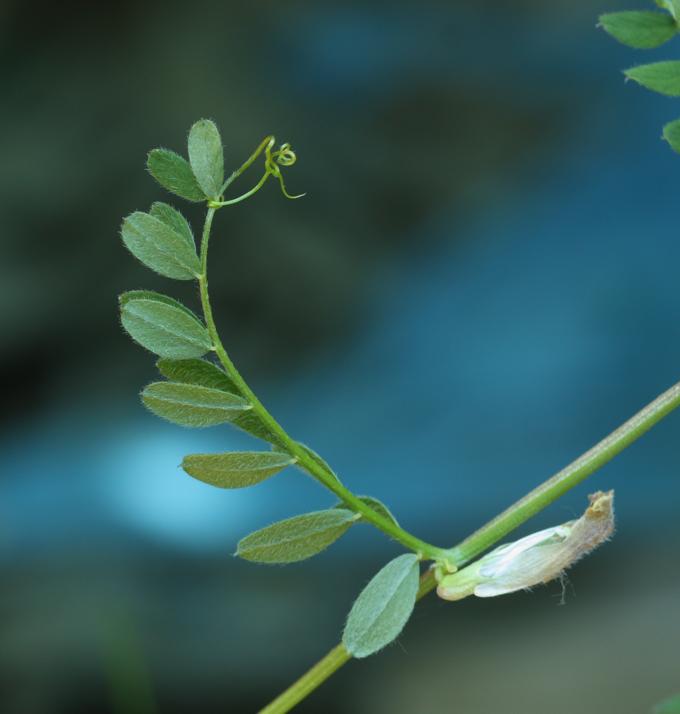 Vicia hybrida / Veccia ibrida