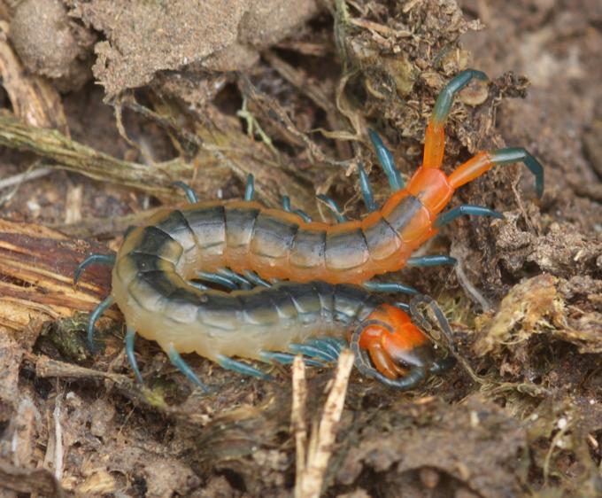 Scolopendra multicolor