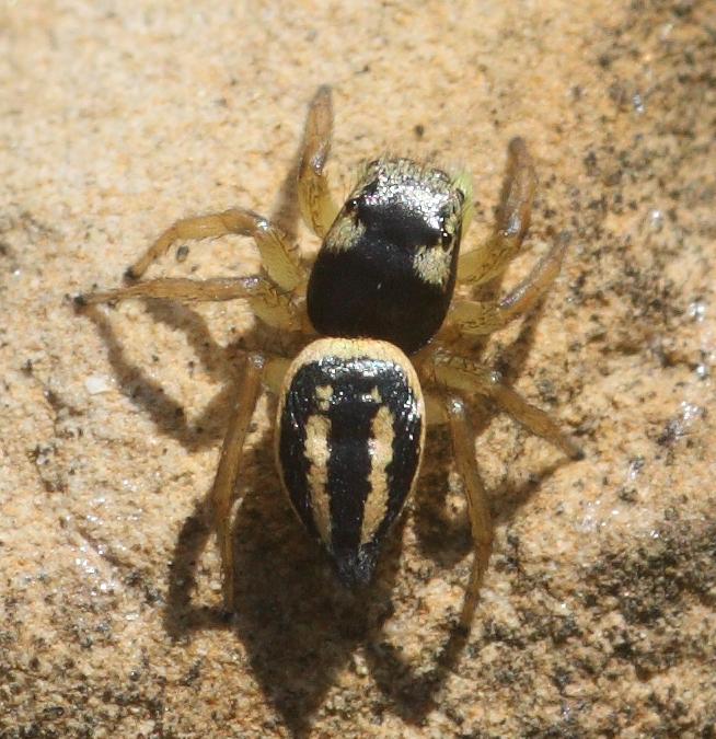 Heliophanus melinus - Monterano (RM)