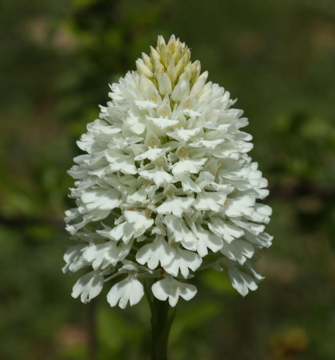 Anacamptis pyramidalis