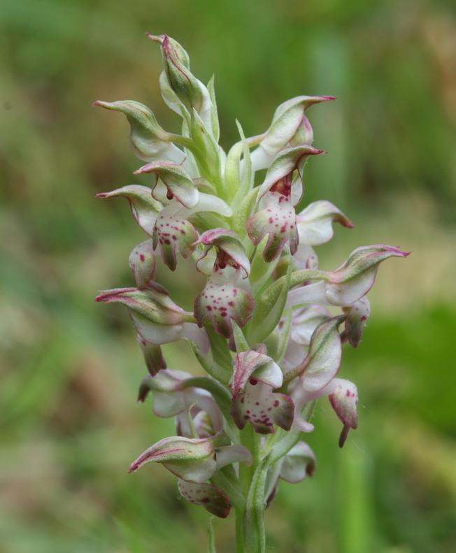 Anacamptis coriophora