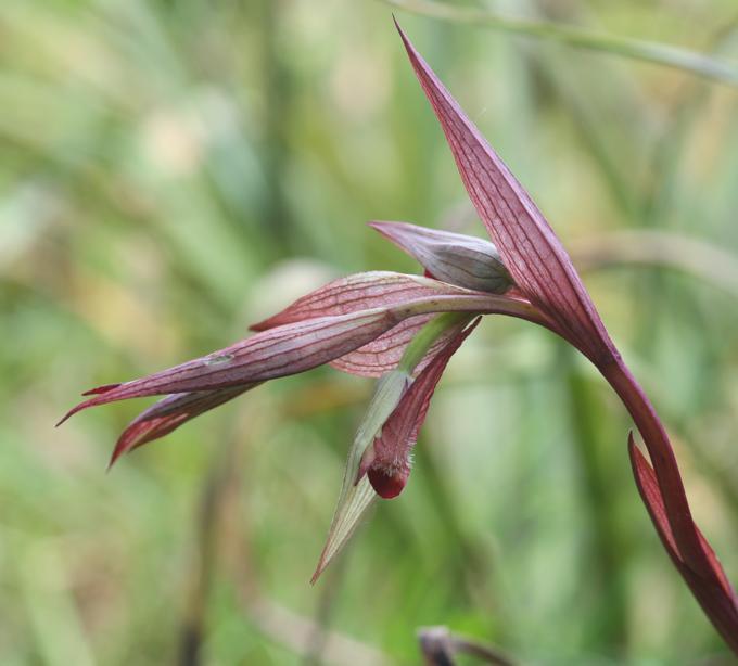 Serapias vomeracea