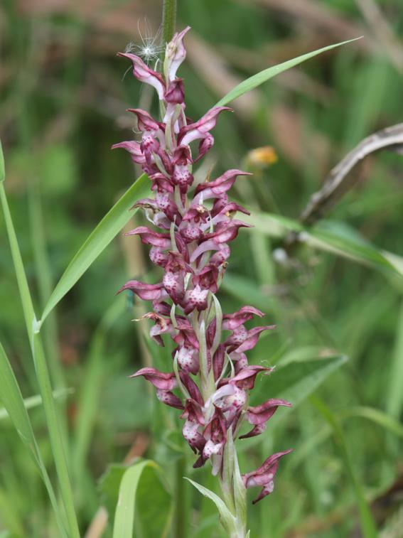 Anacamptis coriophora