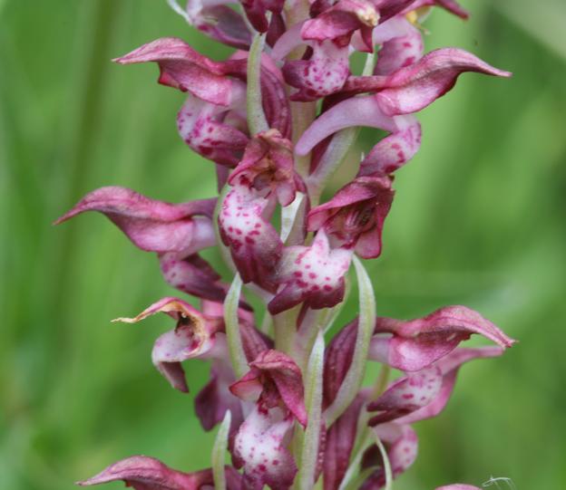 Anacamptis coriophora