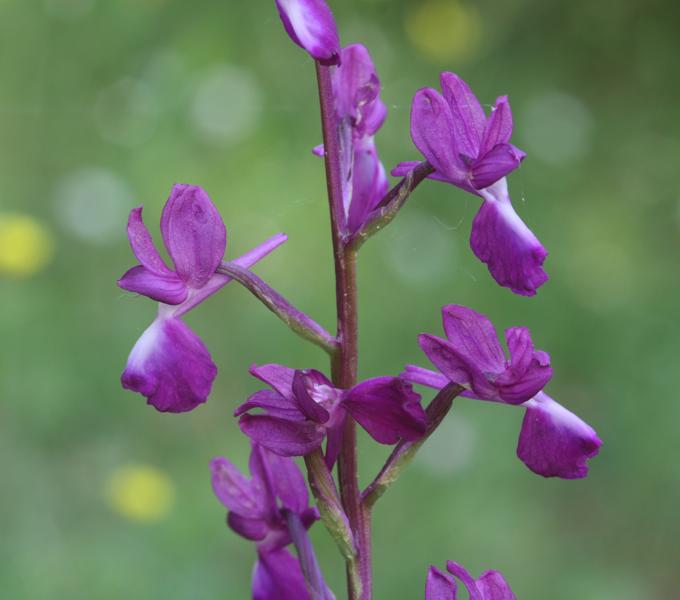 Anacamptis laxiflora