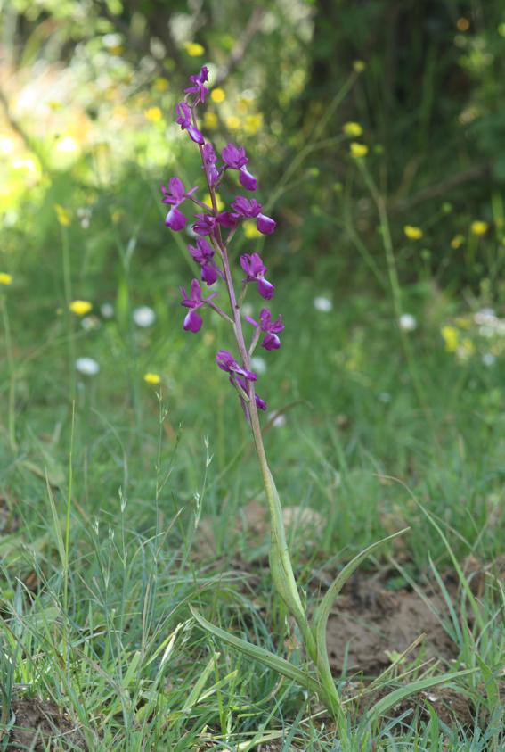 Anacamptis laxiflora