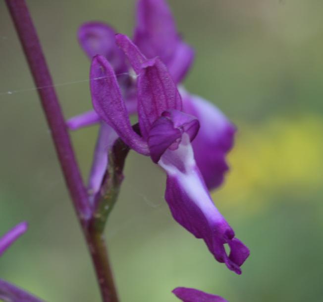 Anacamptis laxiflora