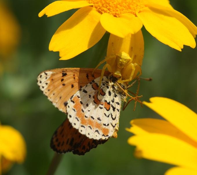 Thomisus onustus preda Melitaea didyma - Monterano (RM)