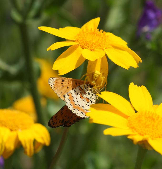 Thomisus onustus preda Melitaea didyma - Monterano (RM)