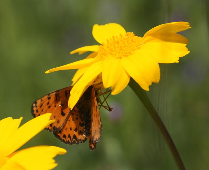 Thomisus onustus preda Melitaea didyma - Monterano (RM)