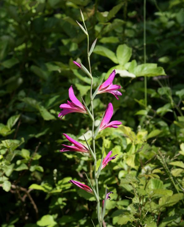 Gladiolus da identificare