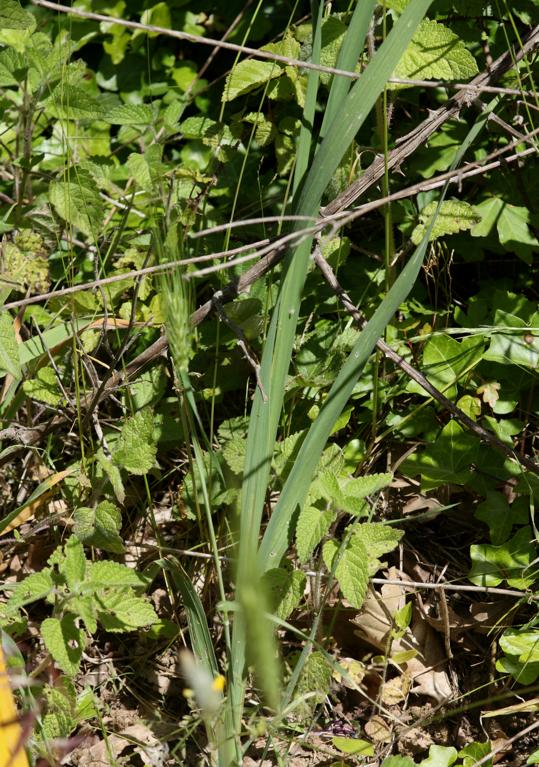 Gladiolus da identificare