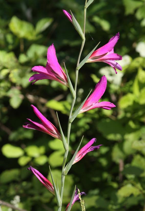 Gladiolus da identificare