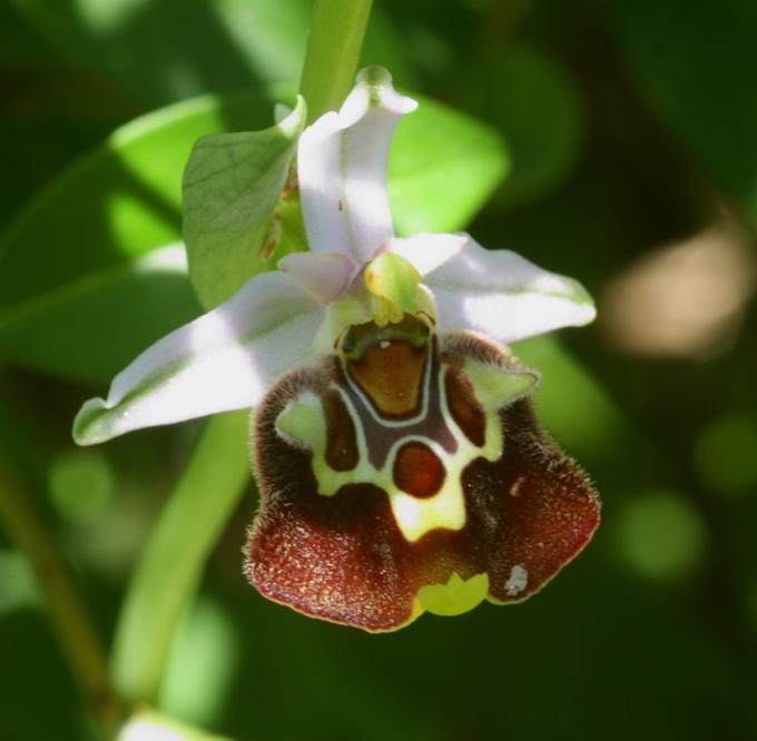 Ophrys holosericea