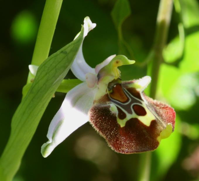 Ophrys holosericea