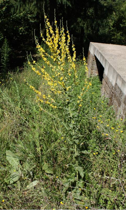 Verbascum sinuatum