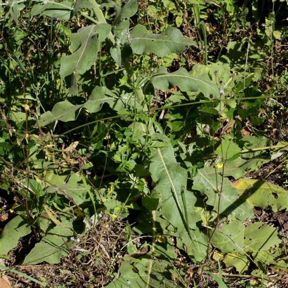 Verbascum sinuatum